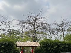 -陶缘一号·四季缘·老字号顺德菜·户外婚礼家宴(西滘店)