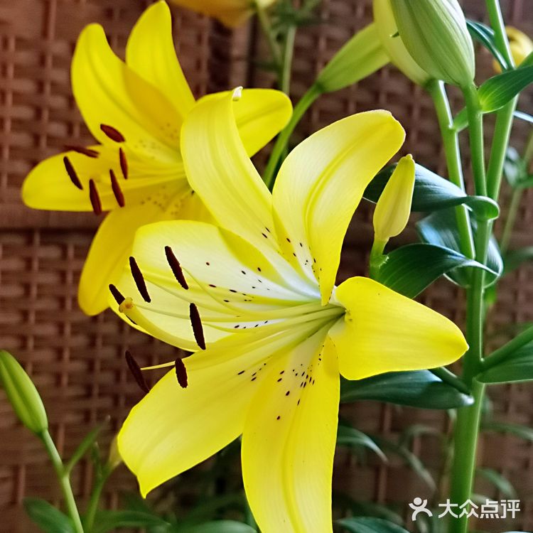 百合花
