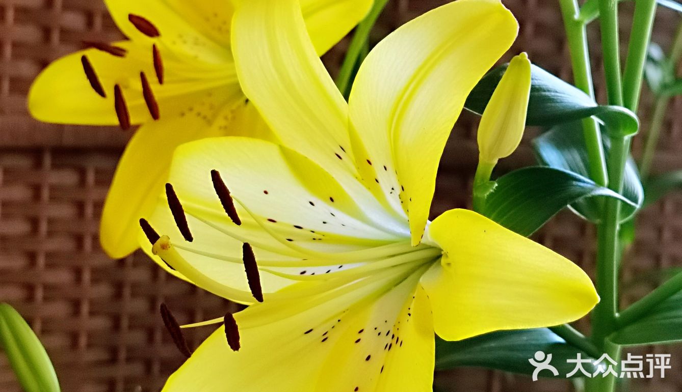 百合花