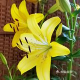 百合花
