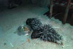 -酷嗒动物文化乐园(cutezoo西溪乐天城店)