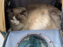 -瑞鹏宠物医院犬猫全科(真大分院)
