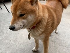 -柴犬高等学院·狗咖·柴犬售卖·宠物训练