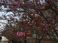 -莱阳濯村樱花园