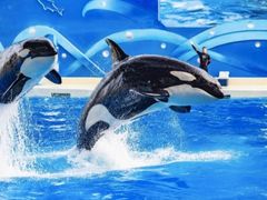 -上海海昌海洋公园