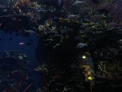 -迪拜帆船酒店海底餐厅