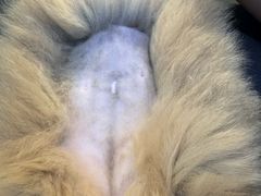 -御宝贝·A梦猫科宠物医院(国际猫友好医院)