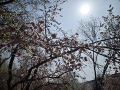 -桃花堤公园