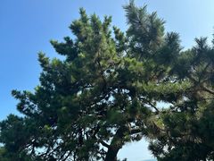 -青岛第三海水浴场