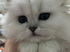 -喵zoo家庭繁育猫舍(尖东智能花园店)
