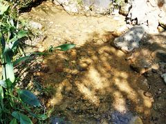 -广州白江湖森林公园