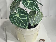 -橙呦·私人定制生日蛋糕