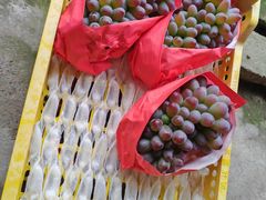 -马陆小张葡萄园农家乐