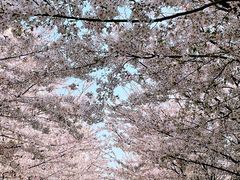 -高东镇樱花园