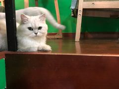 -李小姐の猫咖啡馆(五角场店)