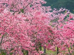 -风云岭森林公园