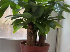 -上海仁爱医院口腔科 · 种植