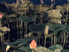 -什刹海