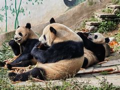 -中国大熊猫保护研究中心雅安碧峰峡基地