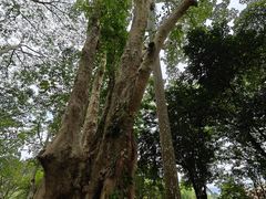 -中国科学院西双版纳热带植物园
