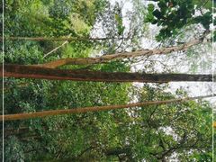 -火炉山森林公园