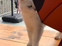 -喵屿·大理花园猫咖