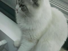 android_upload_pic-喵的天空名猫咖啡馆·撸猫·猫舍·用品
