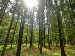 -黄海国家森林公园