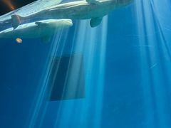 -芜湖新华联大白鲸海洋公园