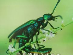 -上海昆虫博物馆