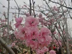 -天适樱花悠乐园