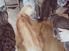 -平行世界·猫咖(首经贸店)