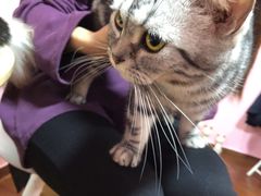 -李小姐の猫咖啡馆(五角场店)