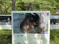 -野象谷景区