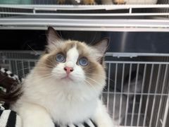 -翊宠yipet猫狗购宠庄园犬舍•猫舍