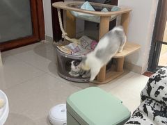 -屋虎猫馆(宝安大仟里店)