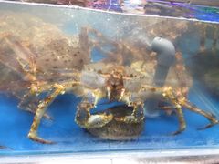 -盒马鲜生(大成店)