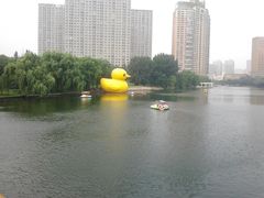 大黄鸭-沈阳南湖公园