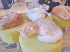-喵匠猫主题咖啡(凯德和平广场店)