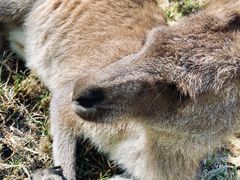 -可伦宾野生动物保护区
