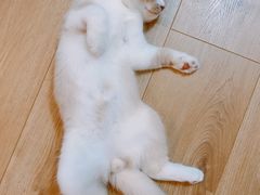 -东方名猫馆·英短金渐层布偶猫舍(环线广场1号楼店)