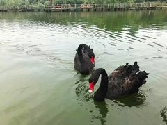 -鄱阳湖国家湿地公园