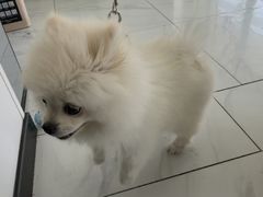 -艾吉宠物医院·疑难杂症转诊中心·猫友好(碧江路院)