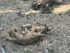 -昆明动物园