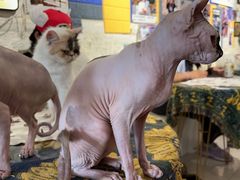 -平行世界·猫咖(首经贸店)