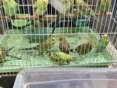 -三圣花乡旅游区