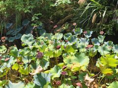 -福建鲤鱼洲酒店