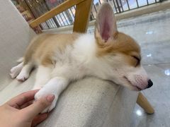 -柴犬小屋·柴餐厅·狗咖食堂(金鼎广场店)