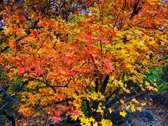 -阳台山自然风景区