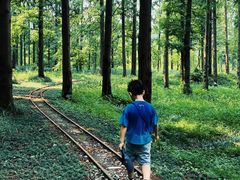 -黄海国家森林公园